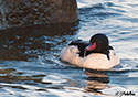 Mergus merganser